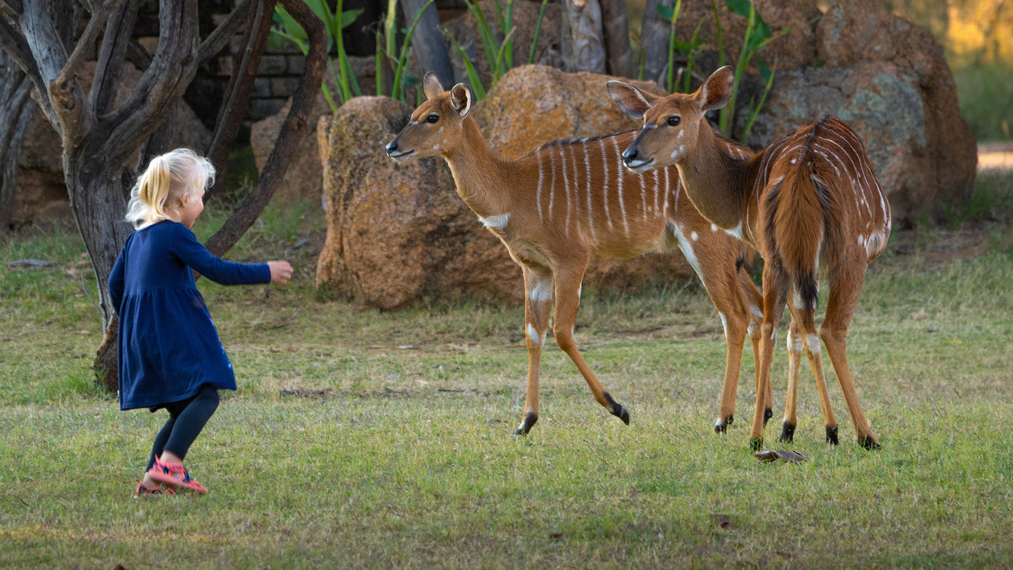 Various midweeks at Dikhololo Resort (2 adults 2 kids under 12)