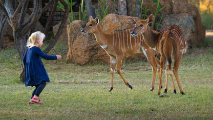 Various midweeks at Dikhololo Resort (2 adults 2 kids under 12)