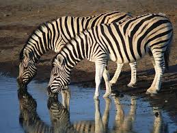 Various Full Weeks at Manzi Monate 6 Sleeper ( 4 Adults 2 kids )