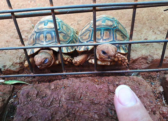 Various Weekends at Manzi Monate  6 Sleeper ( 4 adults 2 kids )