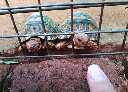 Various Weekends at Manzi Monate  6 Sleeper ( 4 adults 2 kids )